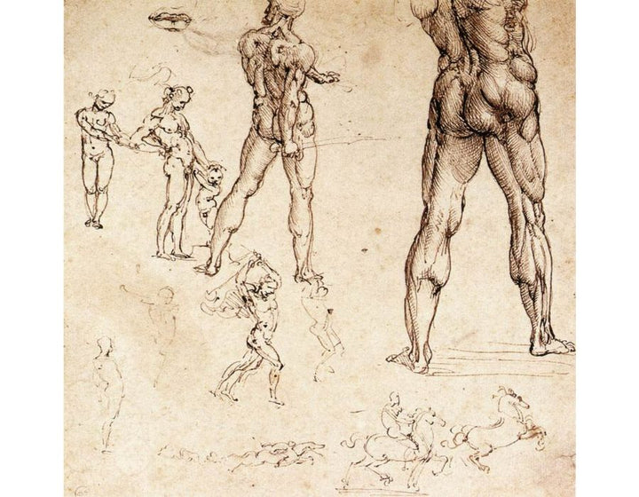 Anatomical Studies 