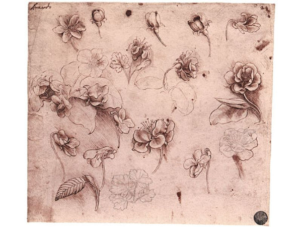 Flower Studies 
