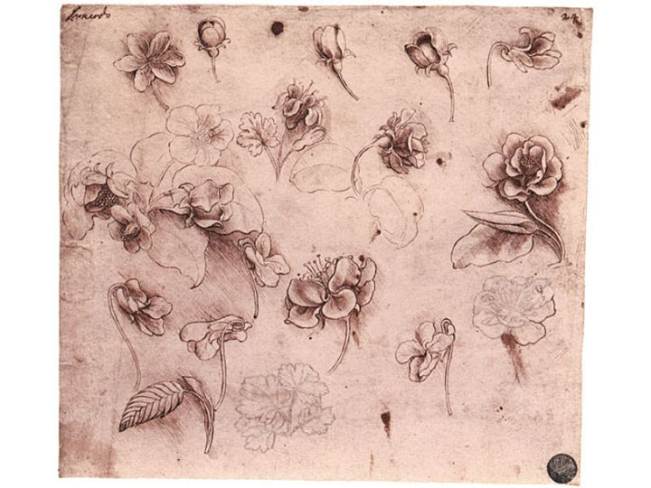 Flower Studies 