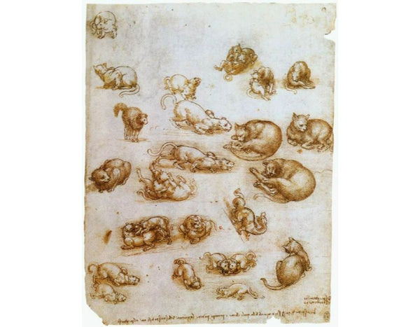 Study Sheet With Cats Dragon And Other Animals 