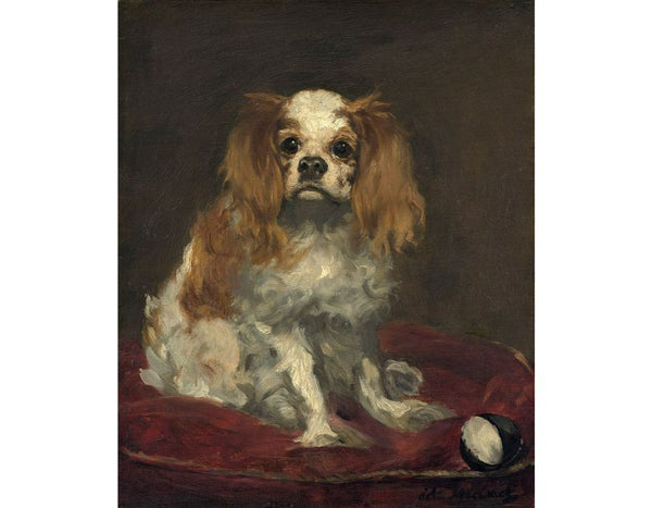 A King Charles Spaniel 