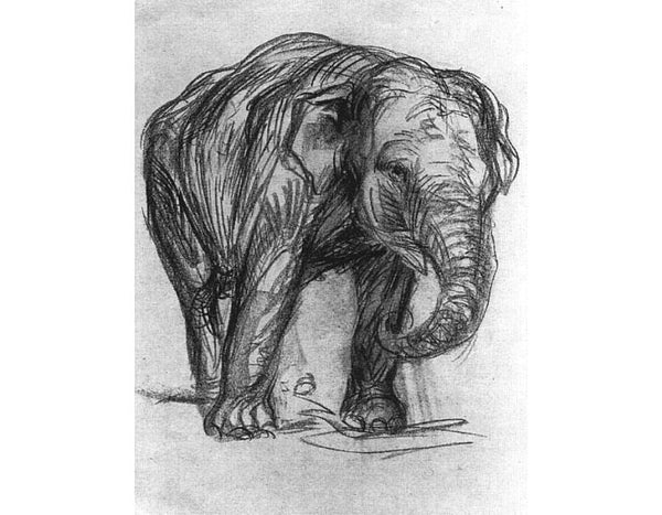 Elephant 