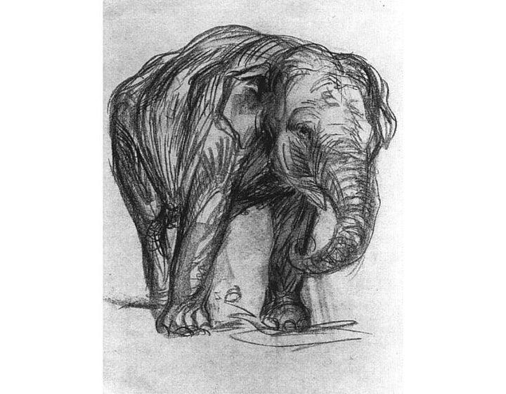 Elephant 