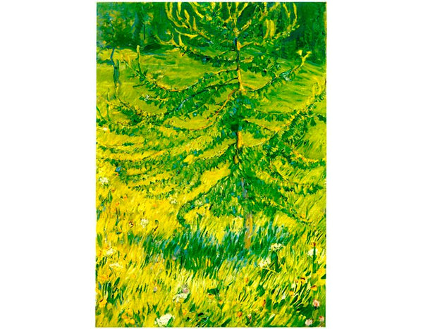 Larch Sapling 