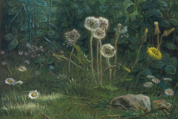Dandelions
