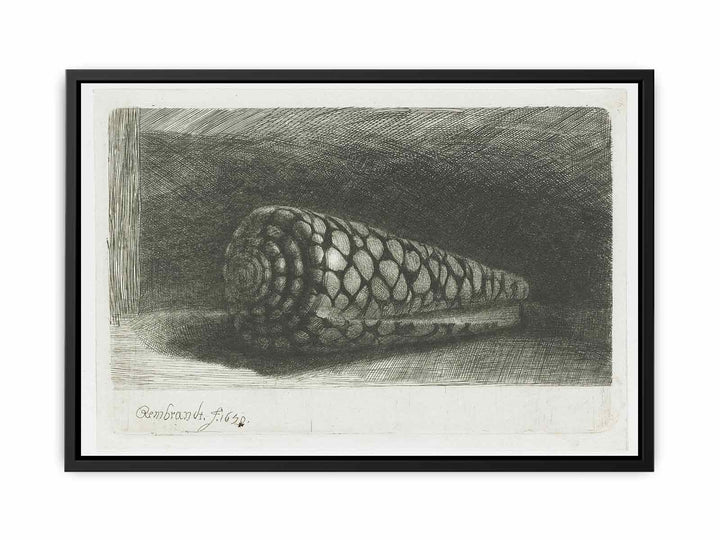 Cone Shell (Conus marmoreus)
 Painting