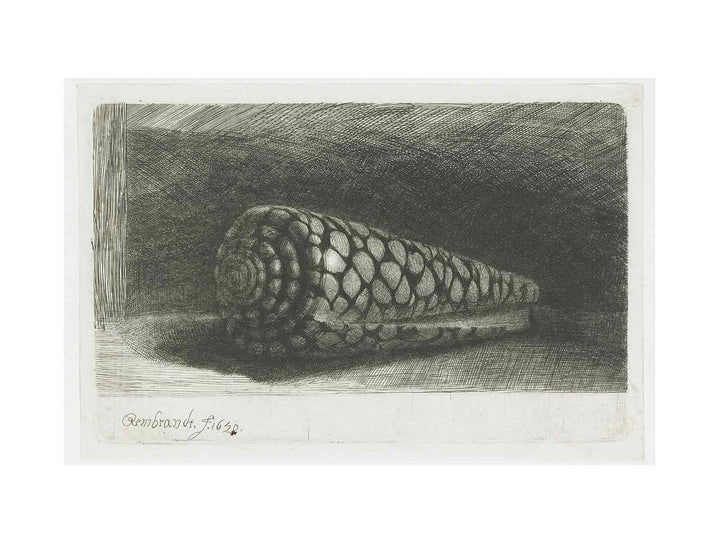 Cone Shell (Conus marmoreus)
 Painting