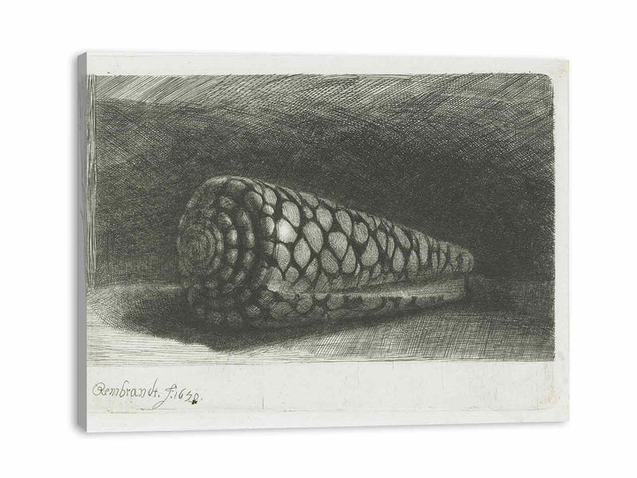 Cone Shell (Conus marmoreus)
 Painting