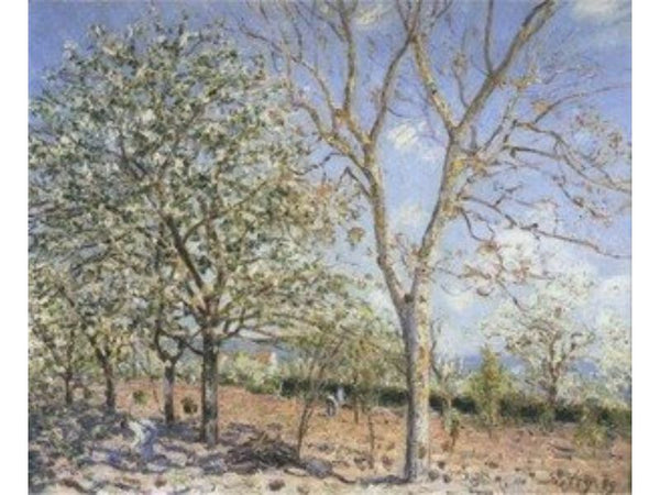 Plum and Walnut Trees in Spring