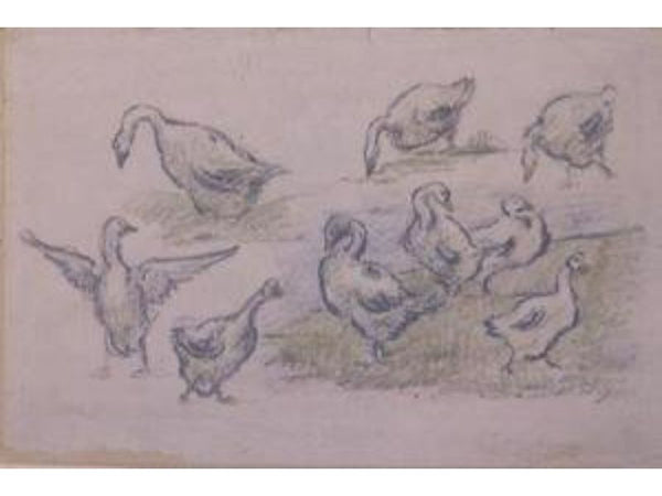 Ducks