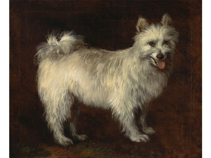 Spitz Dog 