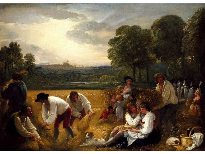 Harvesting at Windsor