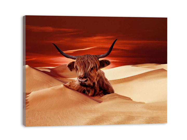 Higland Cow In Desert 