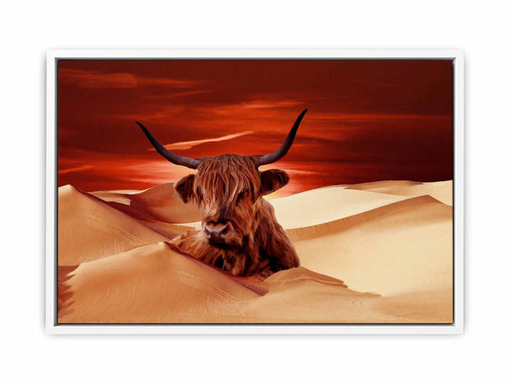 Higland Cow In Desert 