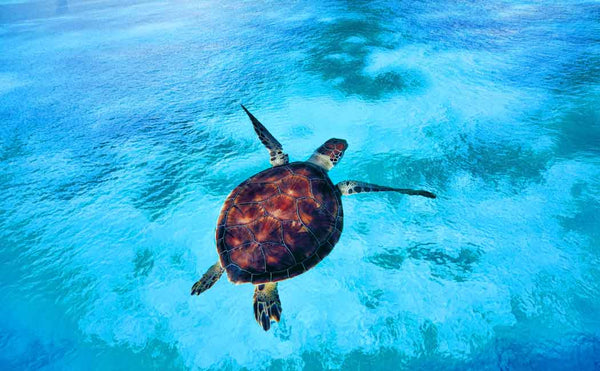 Sea Turtle Painting 