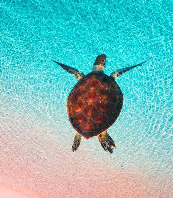  Sea Turtle  Wall Art Painting