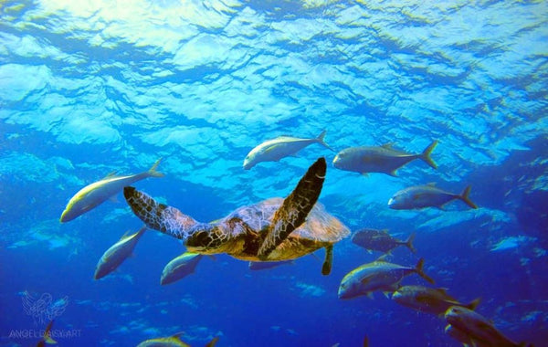 Turtle  and Fish Art 
