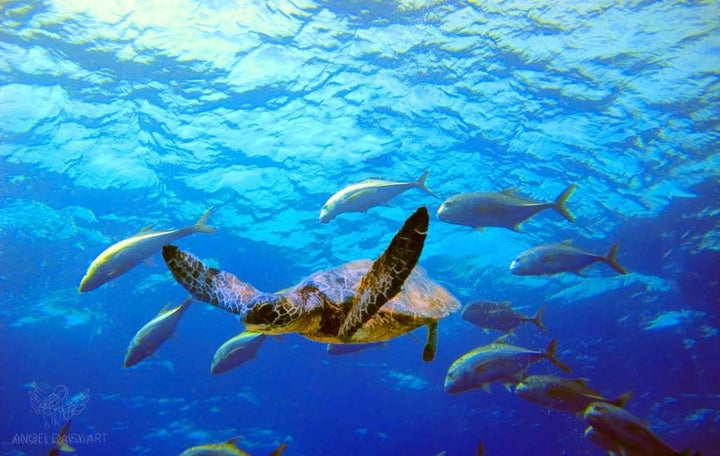 Turtle  and Fish Art 