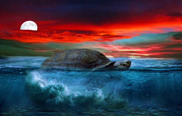 Turtle Painting Artwork 