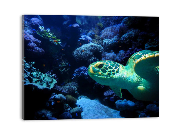 Turtle  Art Painting 