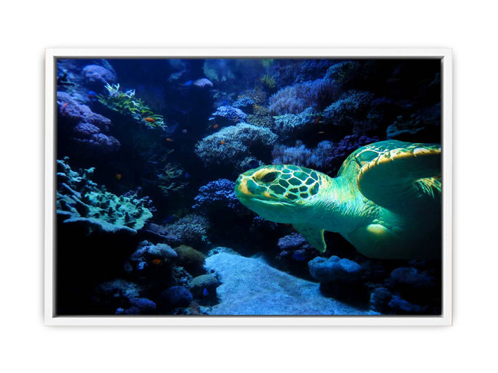 Turtle  Art Painting 