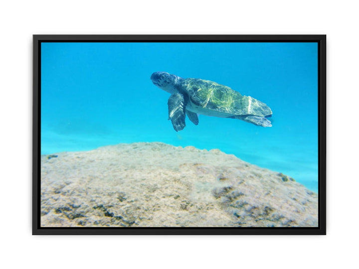 Turtle  Artwork Painting 