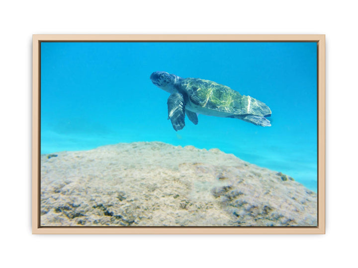 Turtle  Artwork Painting 