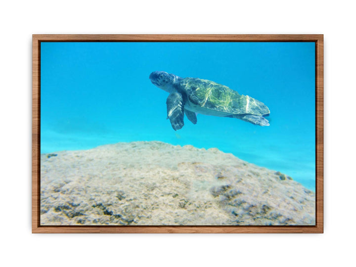 Turtle  Artwork Painting 