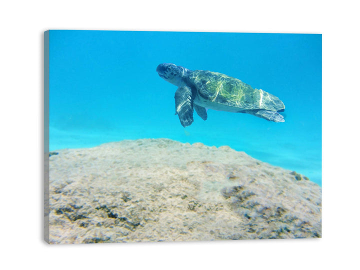 Turtle  Artwork Painting 
