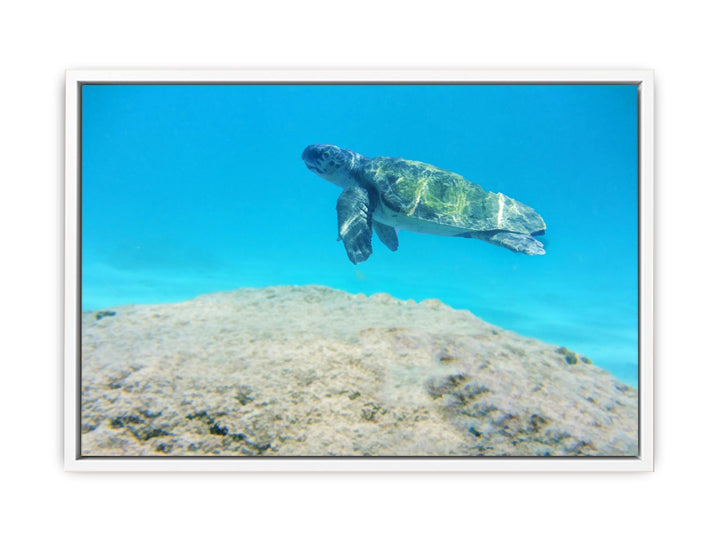 Turtle  Artwork Painting 