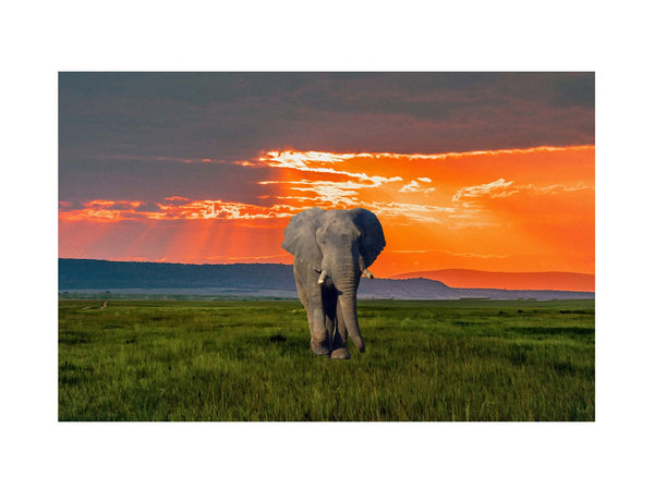Elephant Art Painting