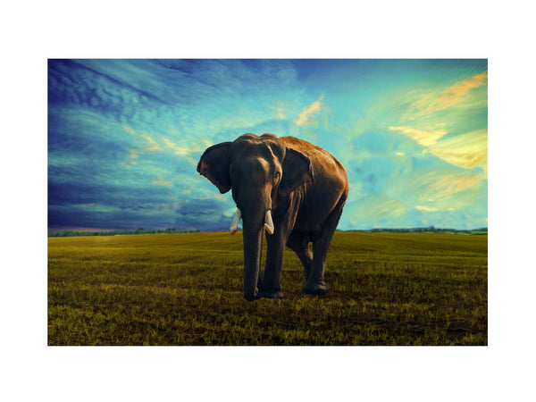 Elephant Painting 