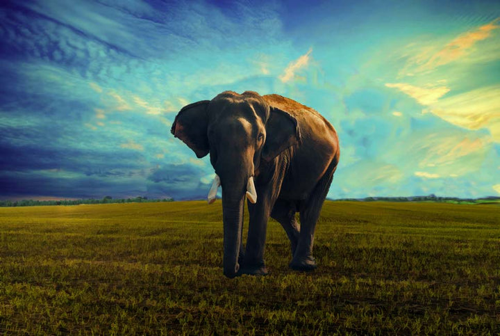 Elephant Painting 