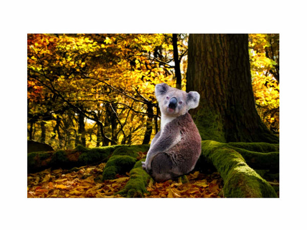 Koala Painting