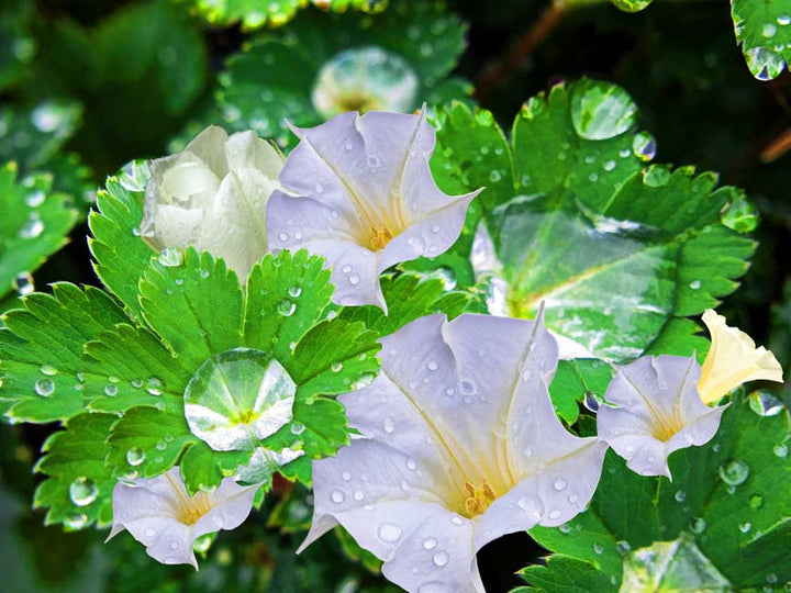 Dewdrop Jimsonweed Painting