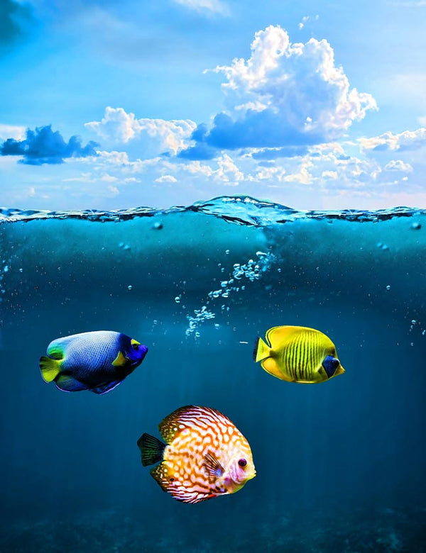 Colorfull Fish Painting