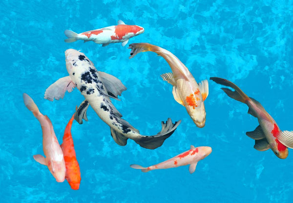 Group of Fishes Painting