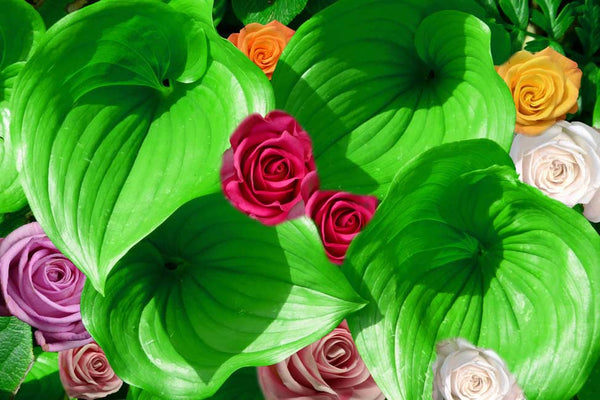 Colorfull Roses With Leaf Painting