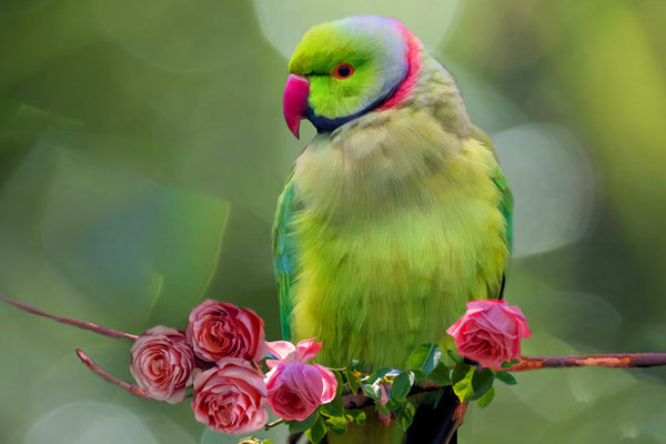 Parrot And Roses Painting