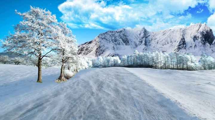 Winter Tree Painting