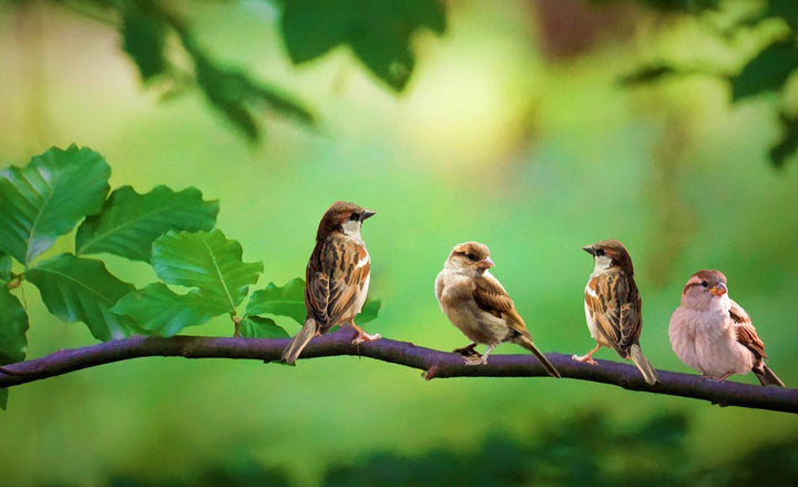  Bird on Tree Branch  Painting