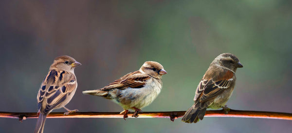 Three Bird Painting