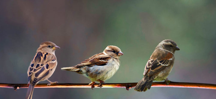 Three Bird Painting