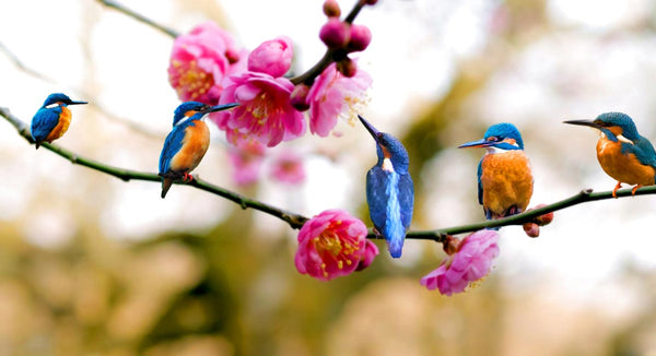 Kingfisher Bird Painting