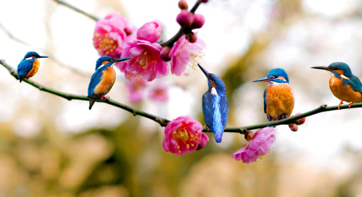 Kingfisher Bird Painting