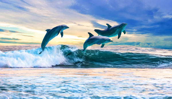 Blue Dolphin Painting