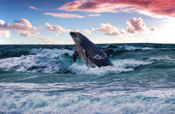 Grey Dolphin Painting