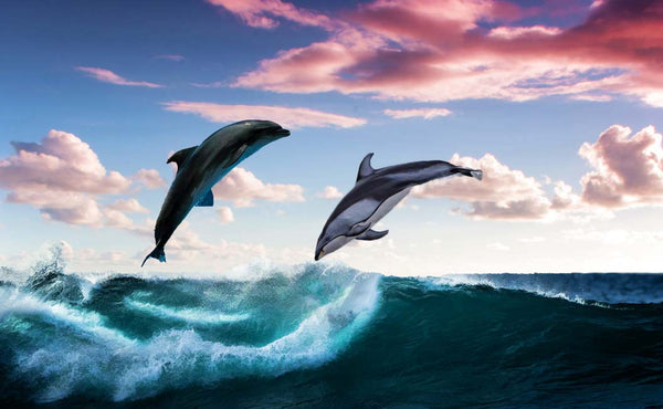 Black Dolphin Painting