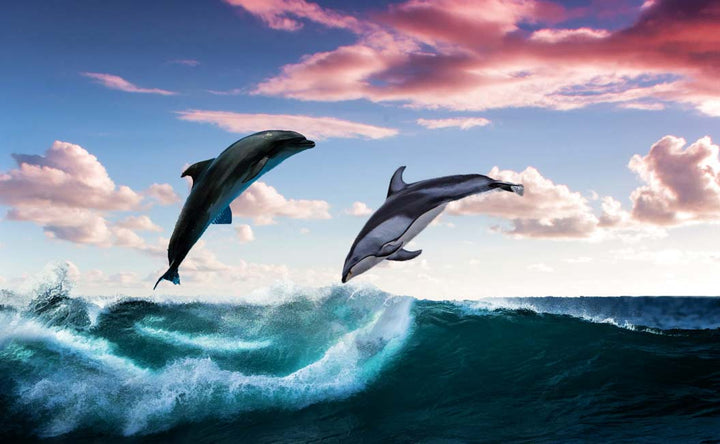 Black Dolphin Painting