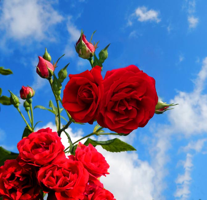 Rose With Bud Painting